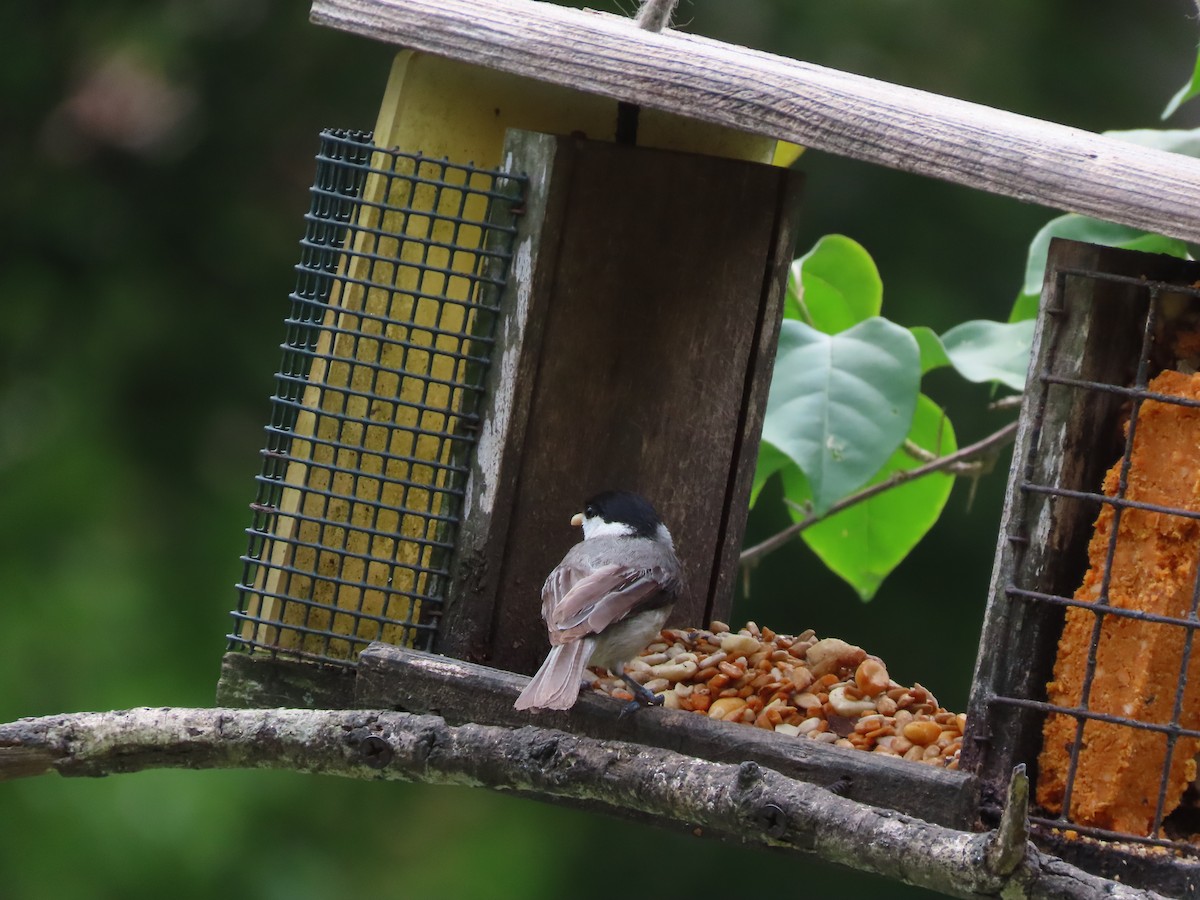 Carolina Chickadee - ML635553038