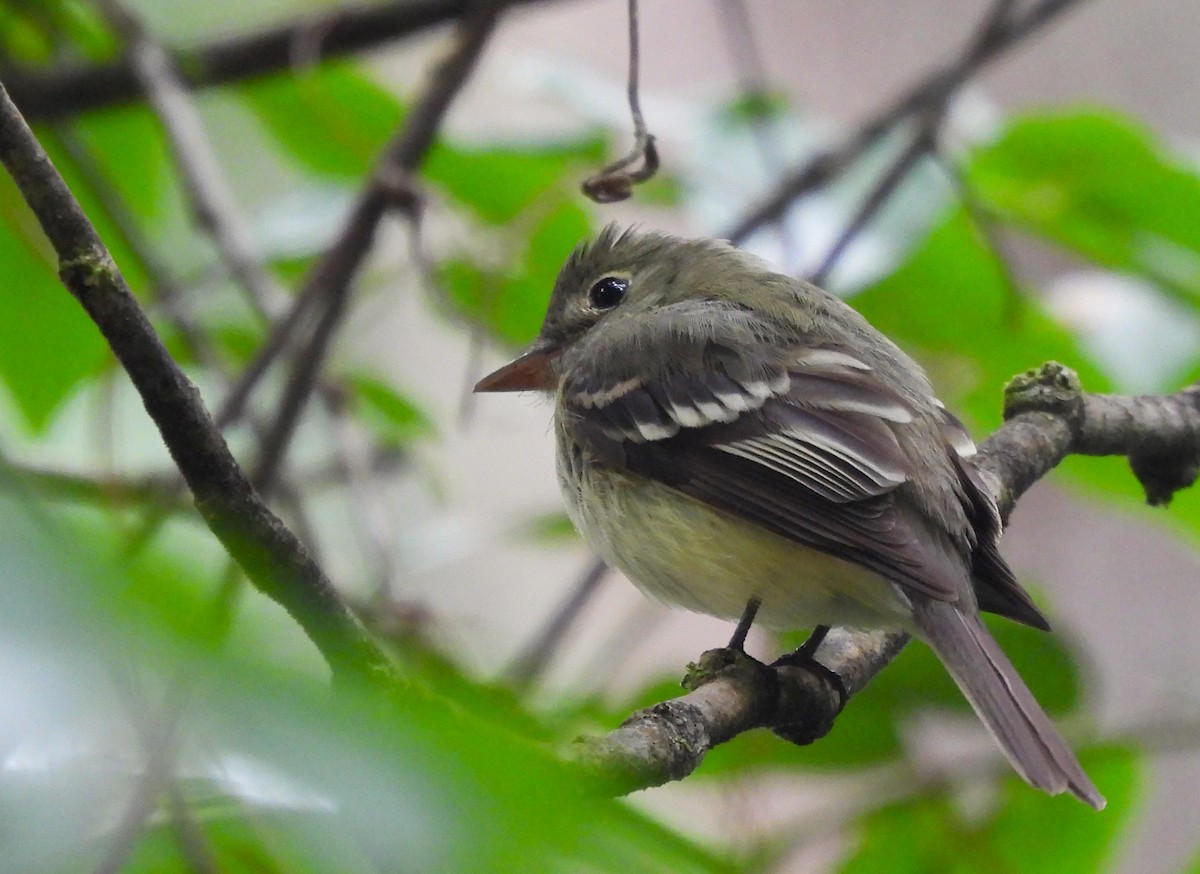 Mosquero sp. (Empidonax sp.) - ML635553039
