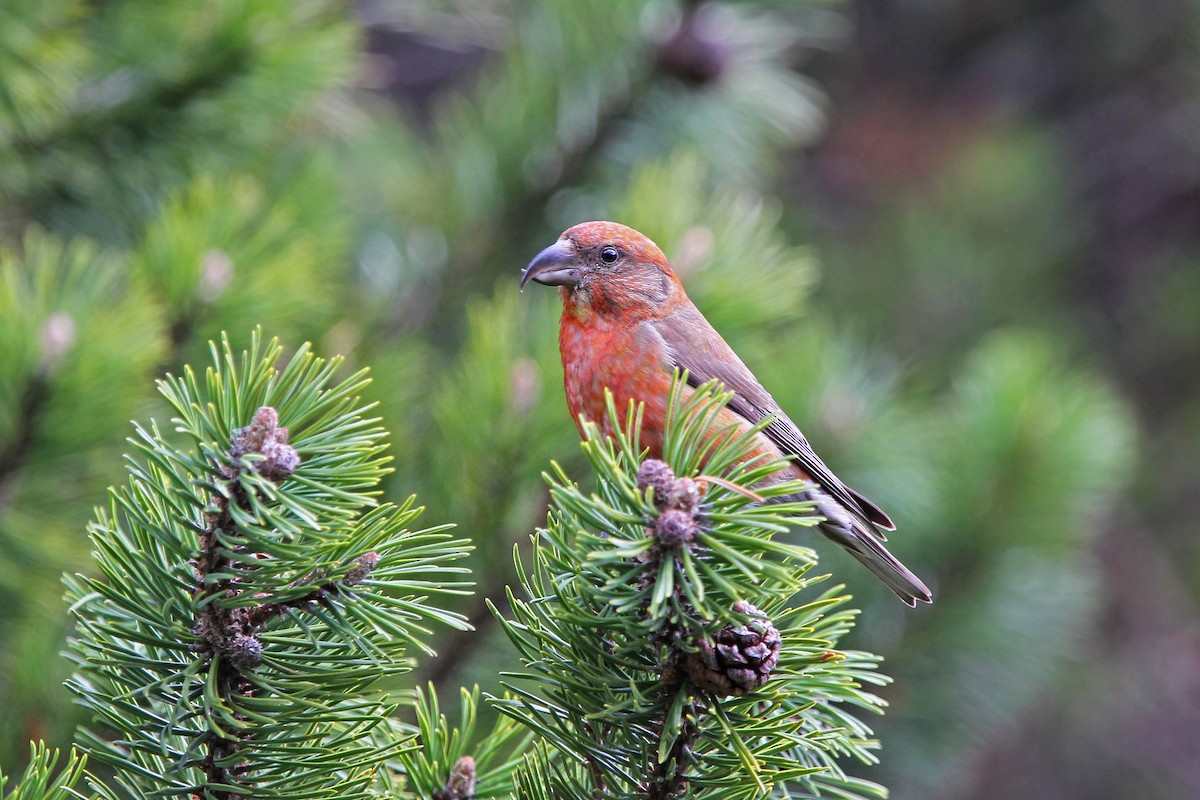 Red Crossbill - Christoph Moning