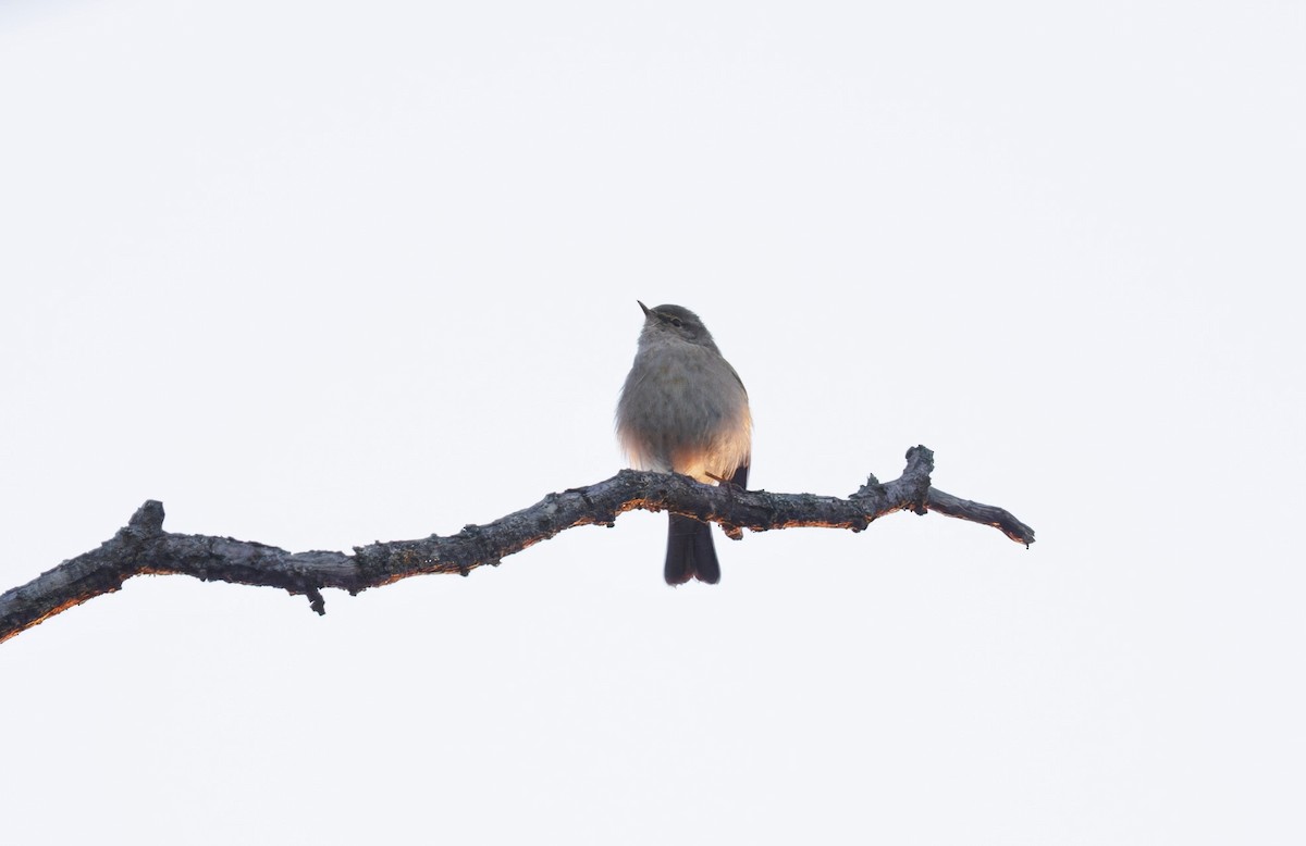 Common Chiffchaff (Common) - ML635553164
