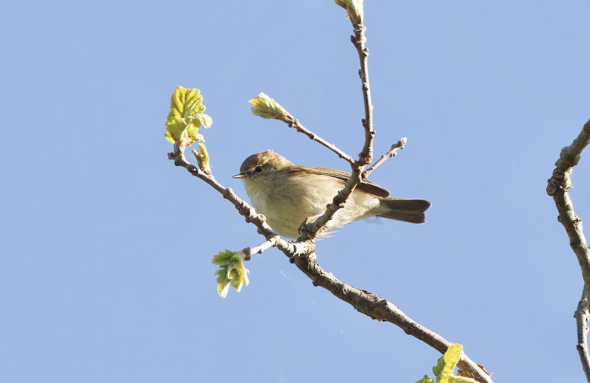 Common Chiffchaff (Common) - ML635553165