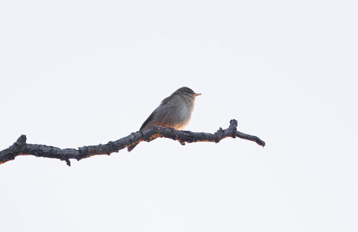 Common Chiffchaff (Common) - ML635553166