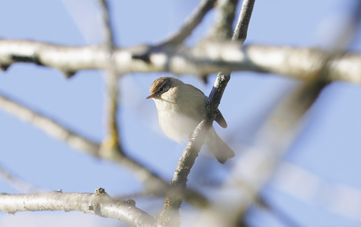 Common Chiffchaff (Common) - ML635553167