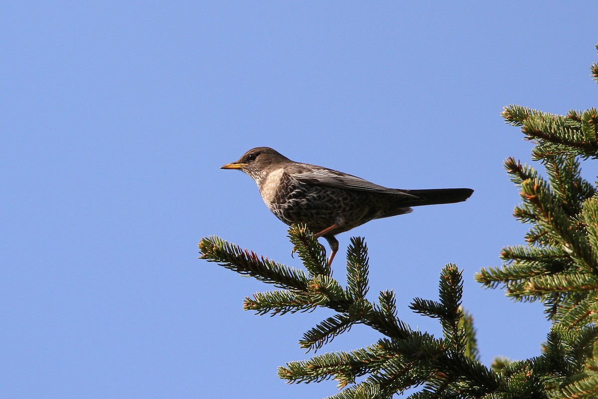 Белозобый дрозд (alpestris) - ML63555321