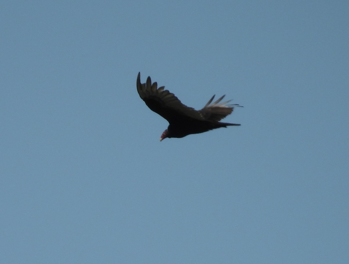 Turkey Vulture - ML635553222
