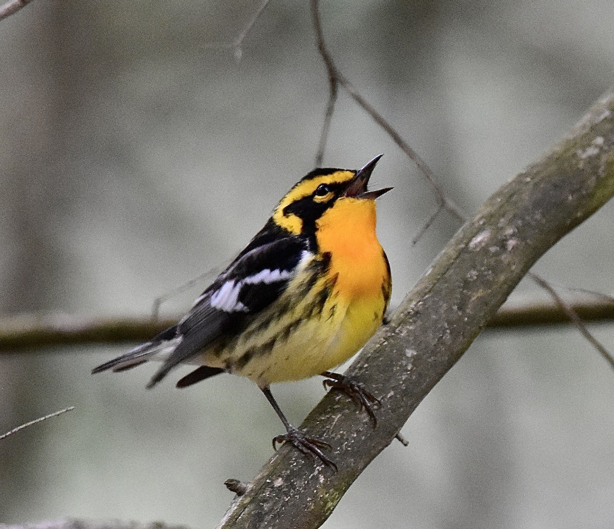 Blackburnian Warbler - ML635553248