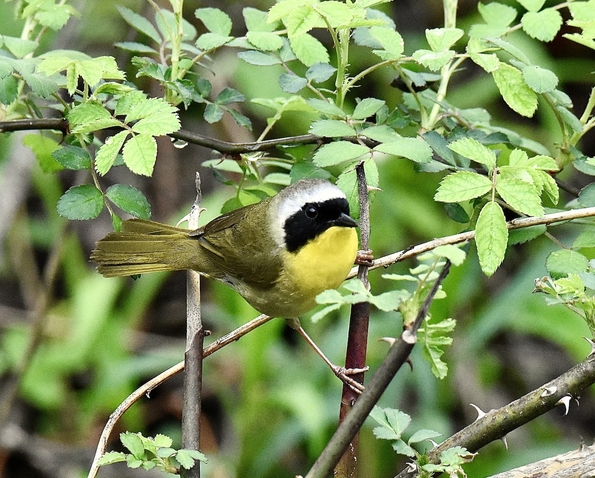 Common Yellowthroat - ML635553291