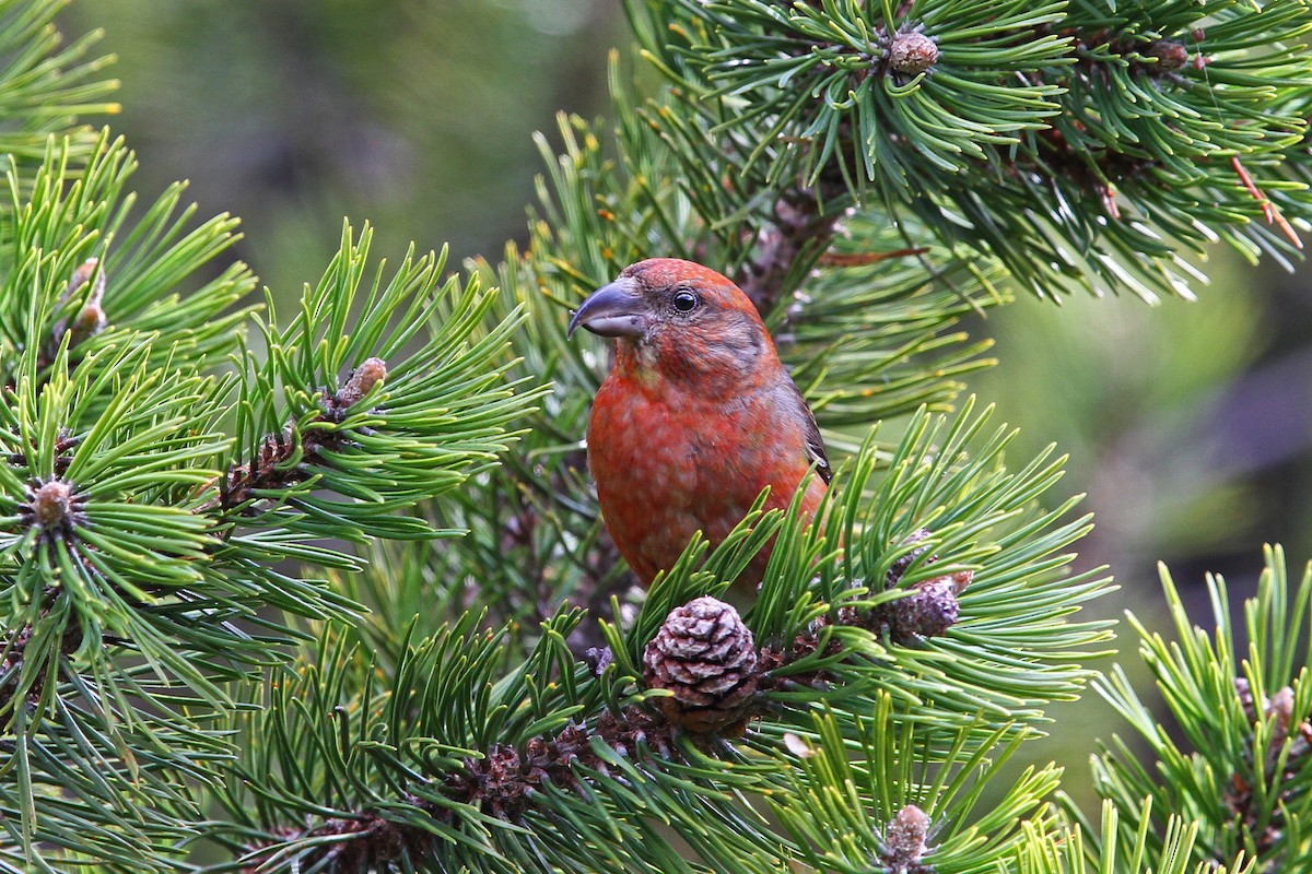 Red Crossbill - Christoph Moning