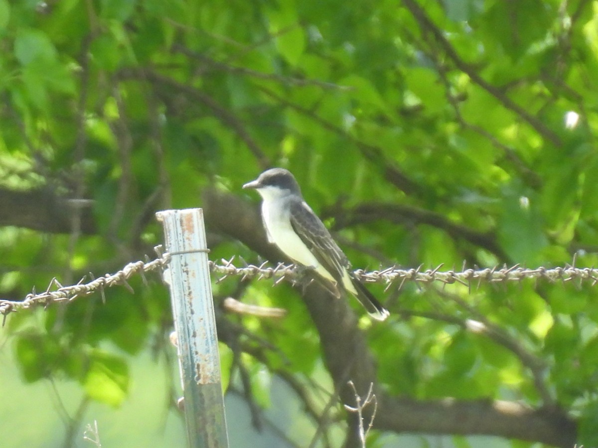 Eastern Kingbird - ML635553366