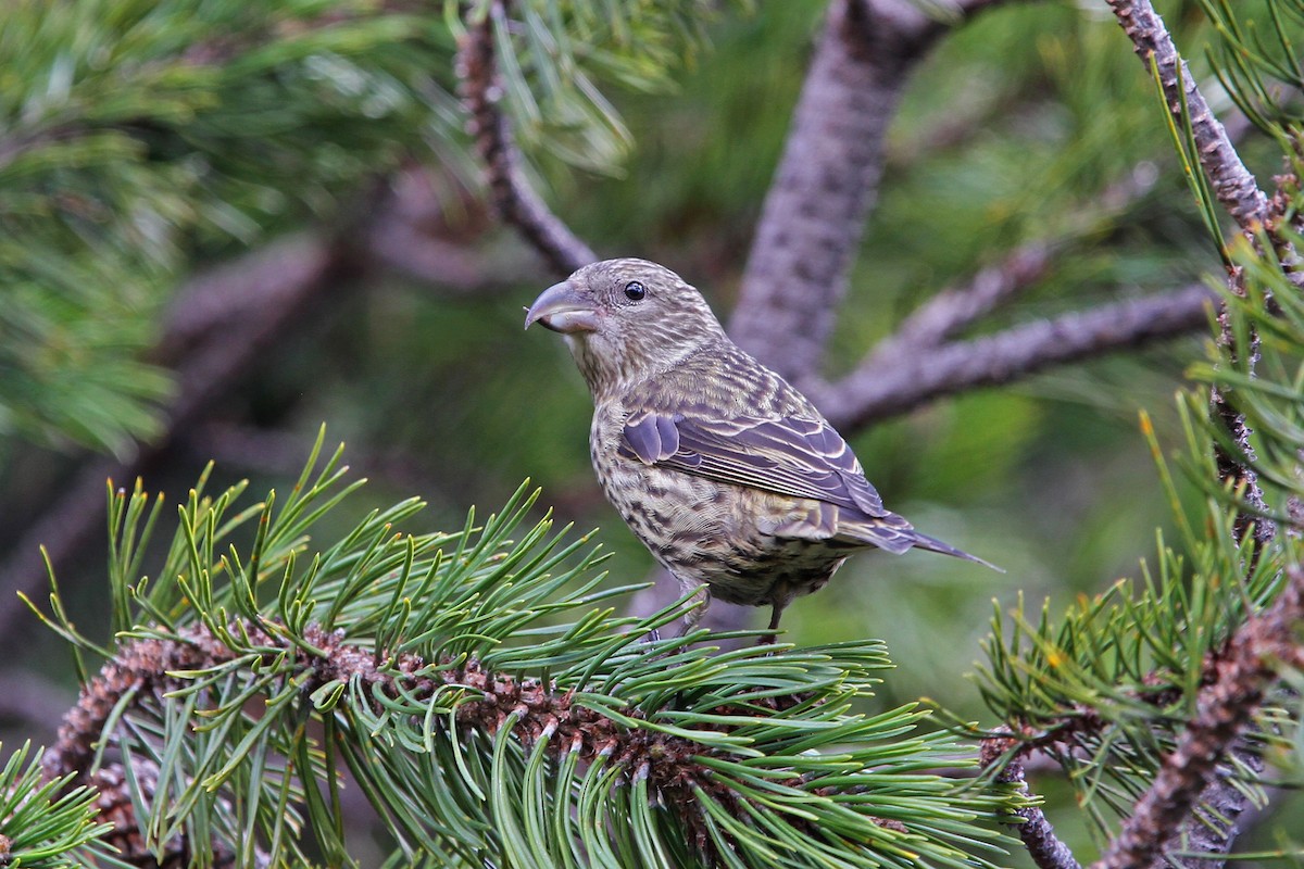 Red Crossbill - ML63555341