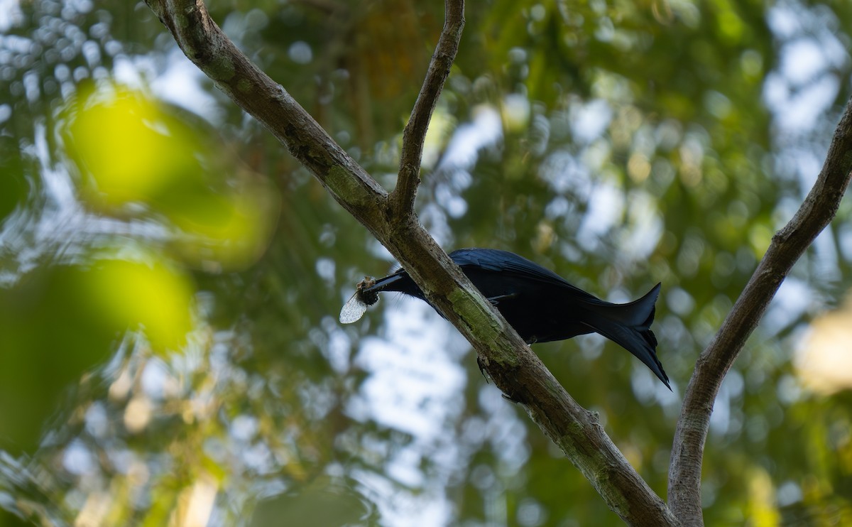 Palawan Drongo - ML635553417
