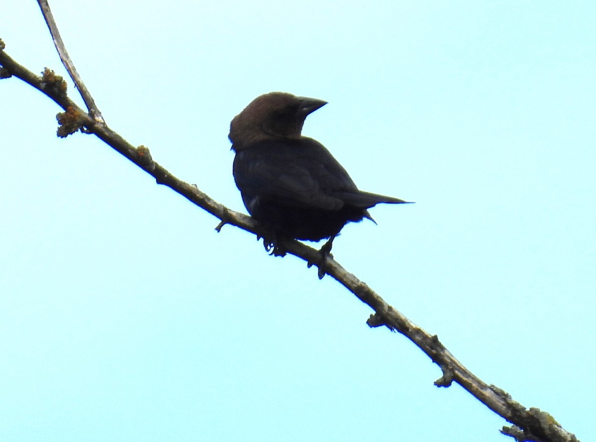 Brown-headed Cowbird - ML635553463