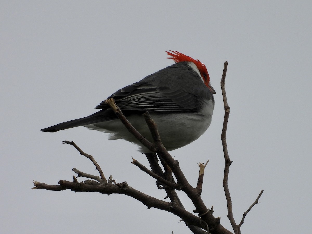Red-crested Cardinal - ML635553533