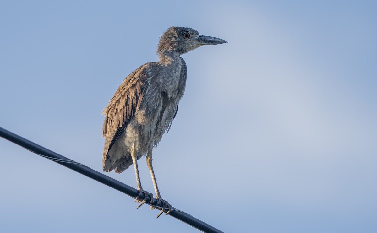 Yellow-crowned Night Heron - ML635553593