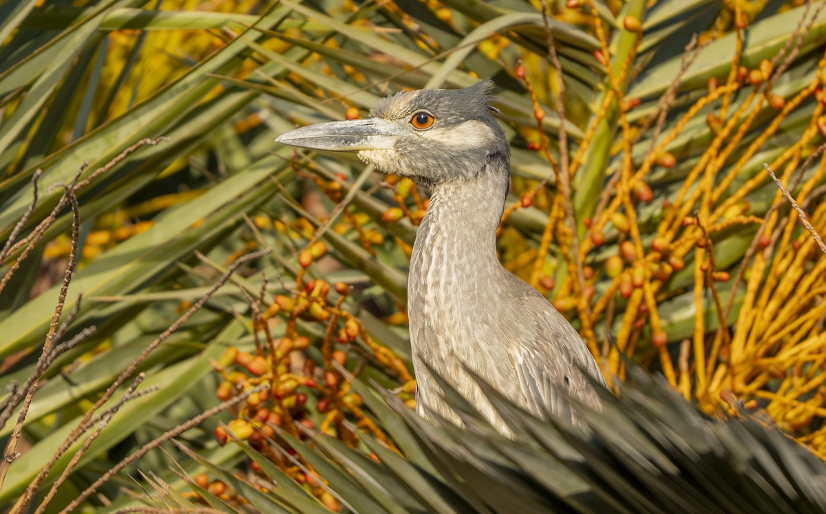 Yellow-crowned Night Heron - ML635553594