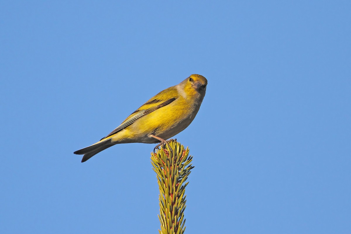 Citril Finch - ML63555361