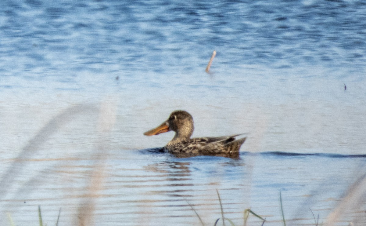 Northern Shoveler - ML635553622