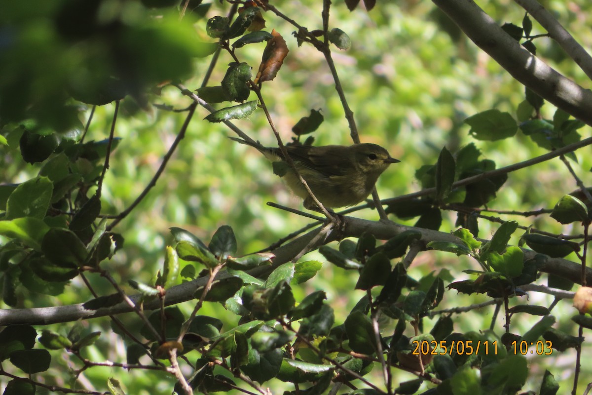 Orange-crowned Warbler - ML635553634