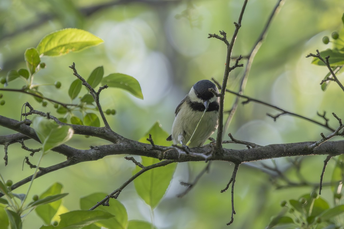 Carolina Chickadee - ML635553692
