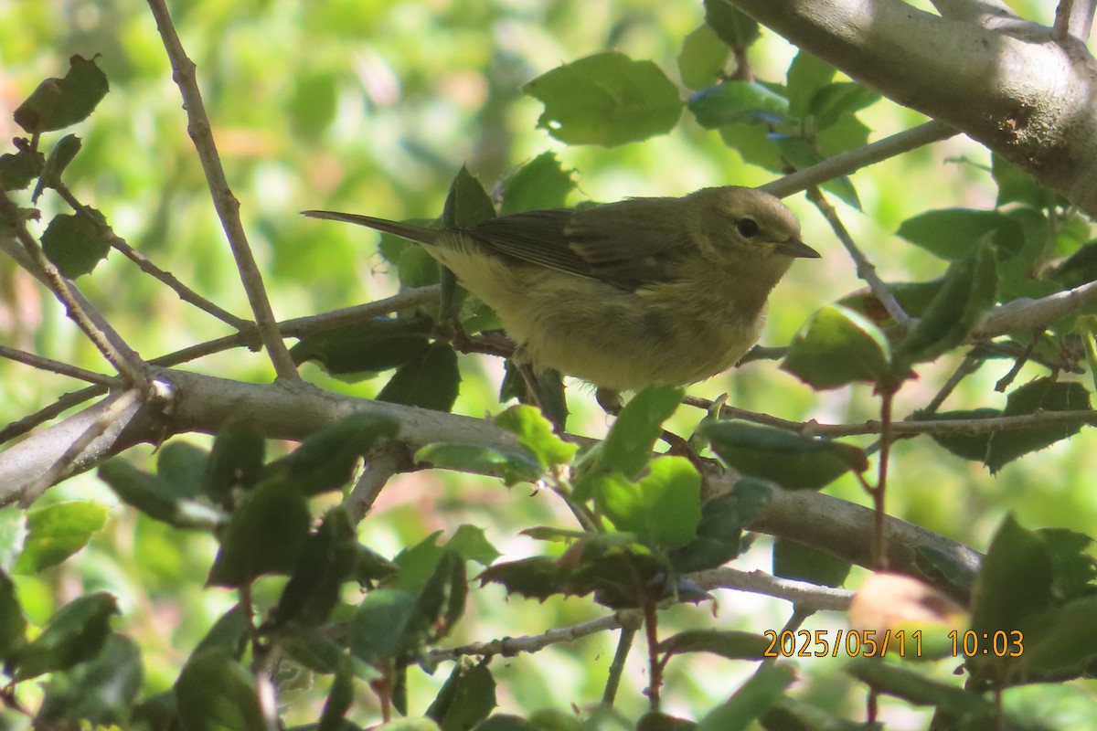 Orange-crowned Warbler - ML635553694