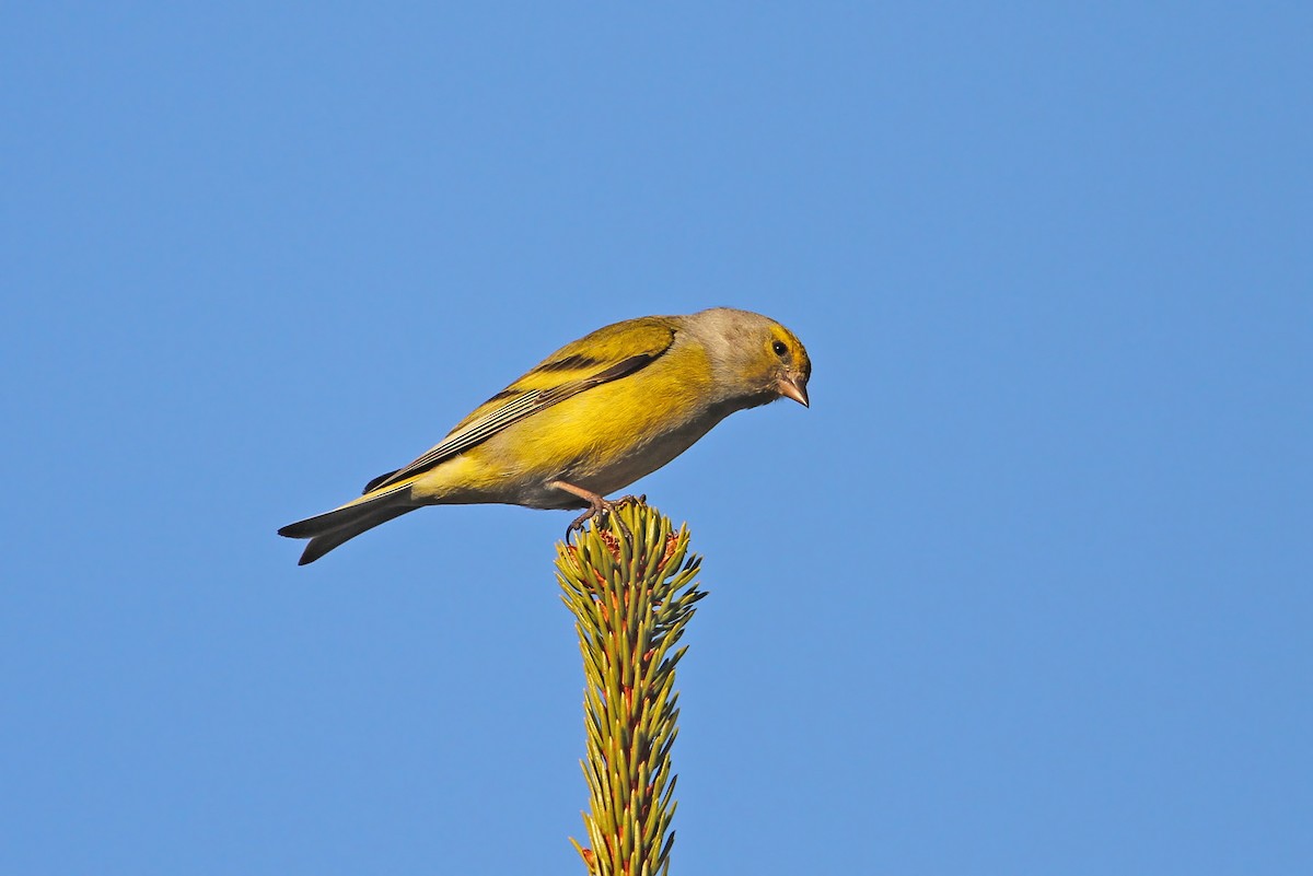 Citril Finch - Christoph Moning