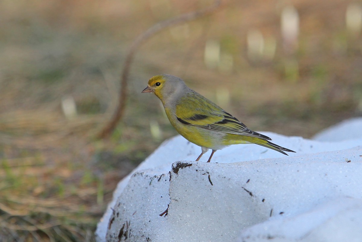 Citril Finch - ML63555381