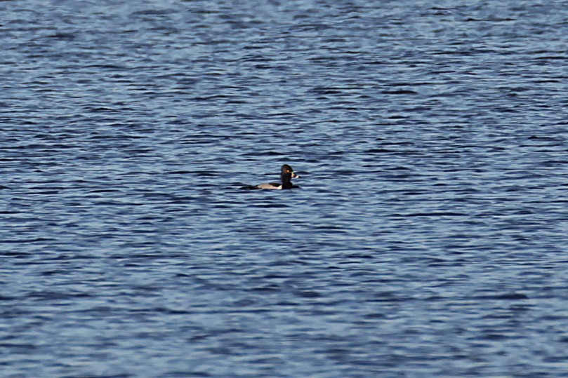 Ring-necked Duck - ML635553834