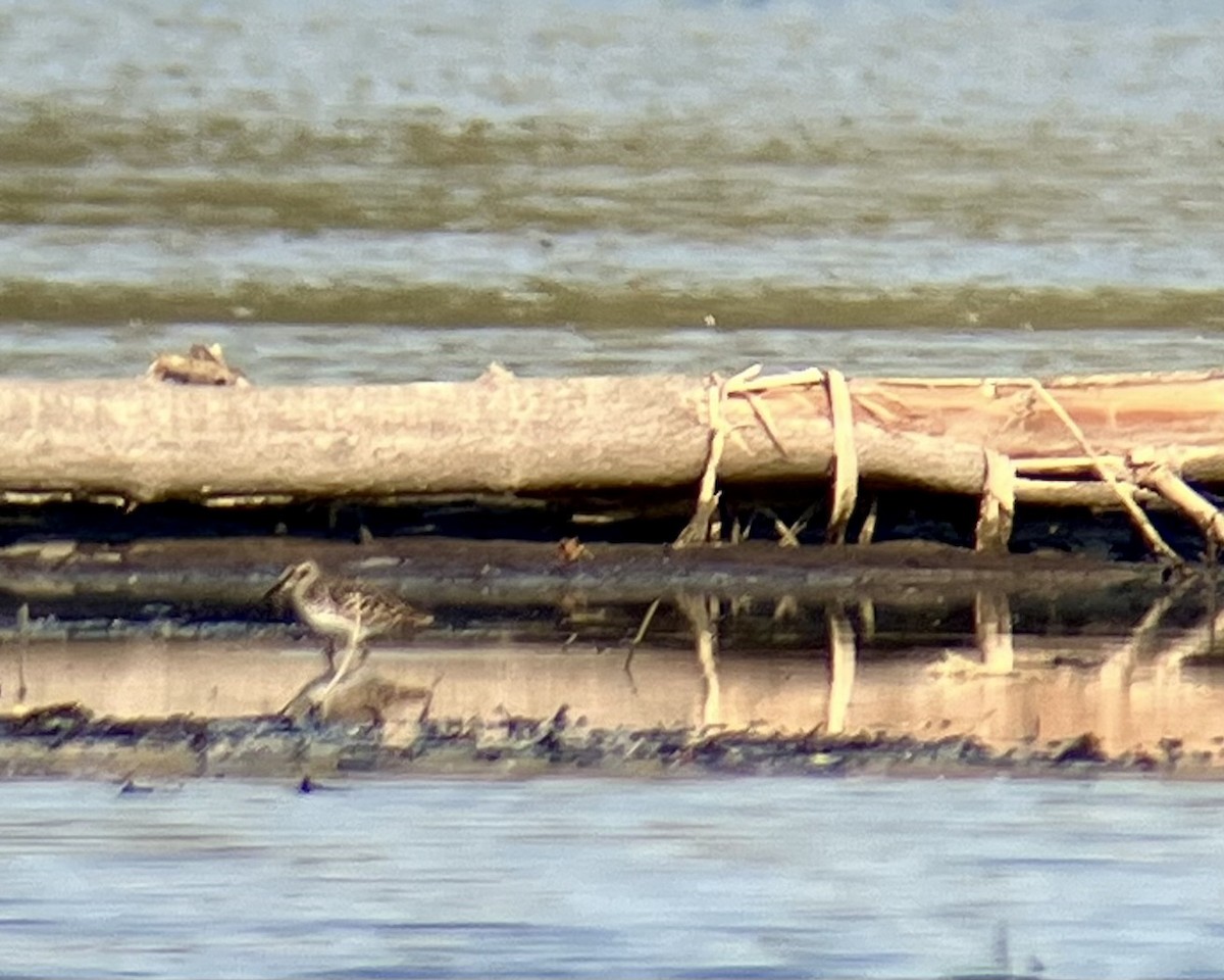 Least Sandpiper - ML635553849