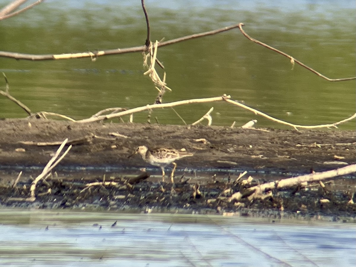 Pectoral Sandpiper - ML635553869
