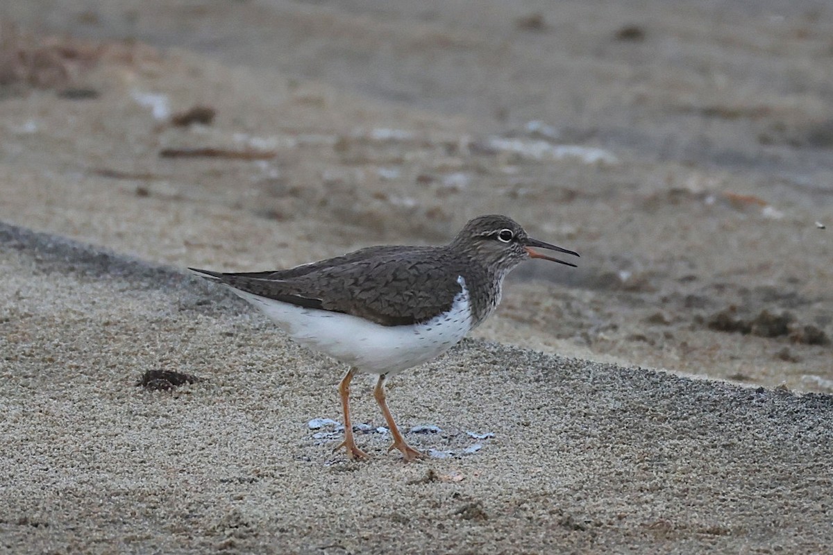 Common Sandpiper - ML635553876