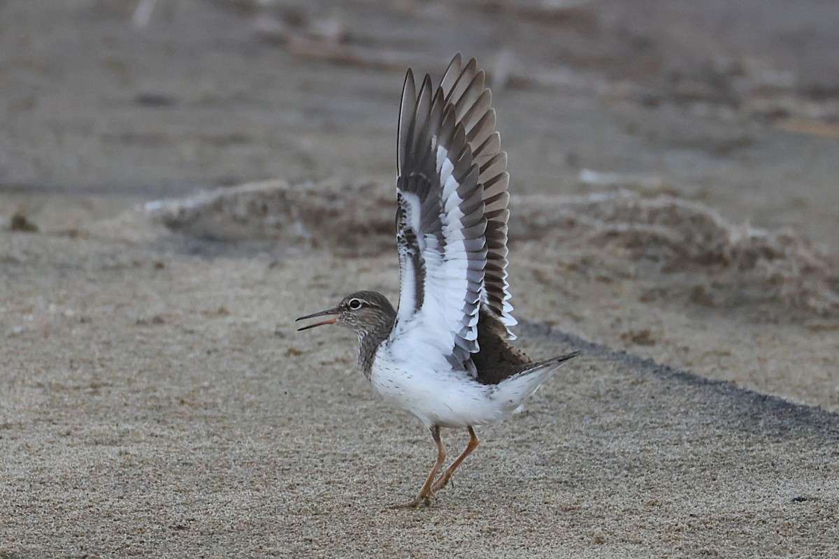 Common Sandpiper - ML635553892