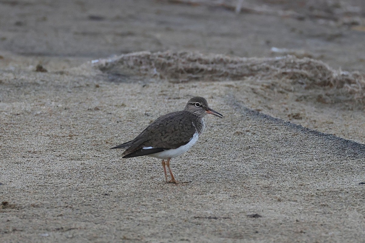 Common Sandpiper - ML635553903