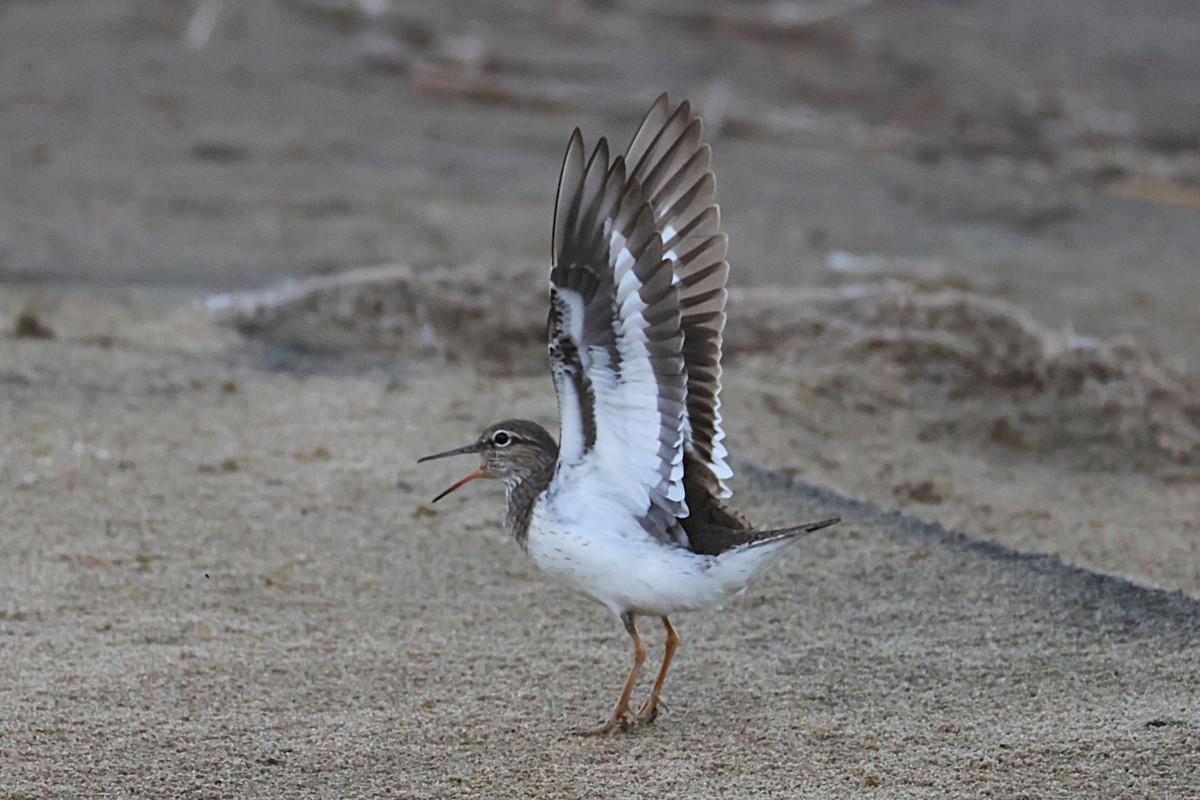 Common Sandpiper - ML635553920