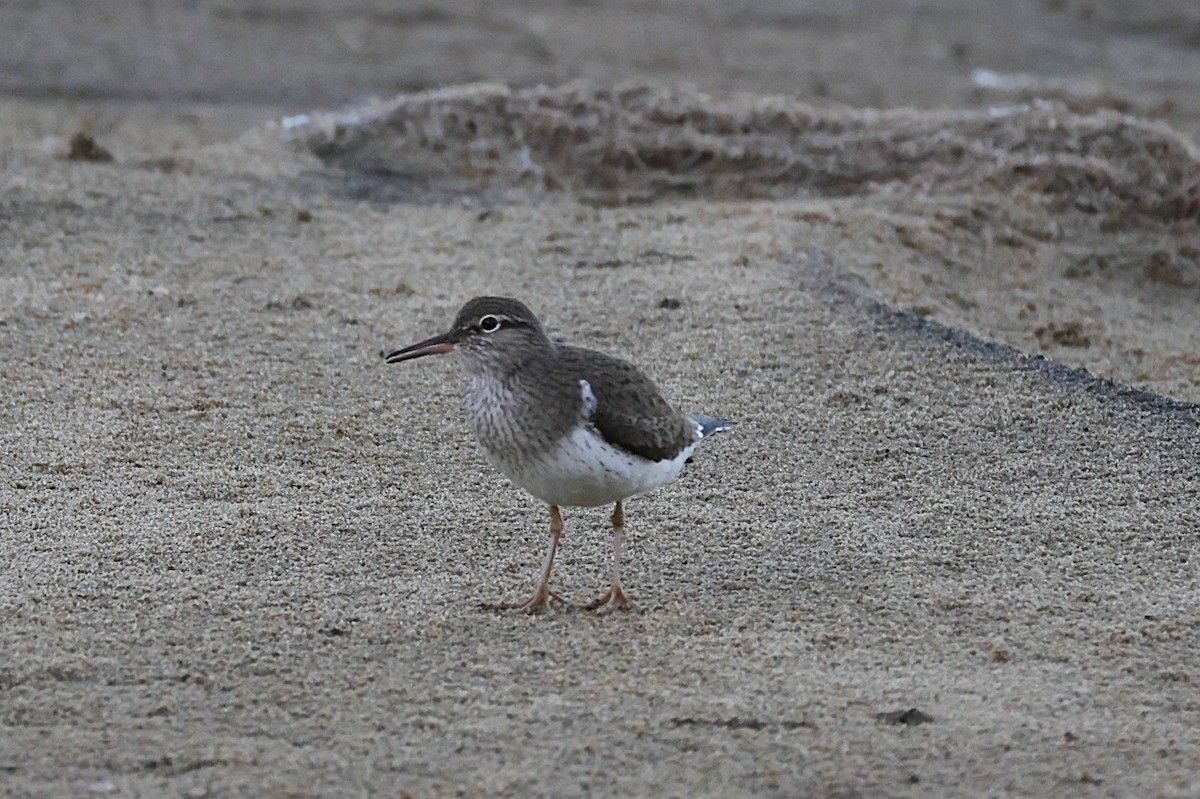 Common Sandpiper - ML635553932