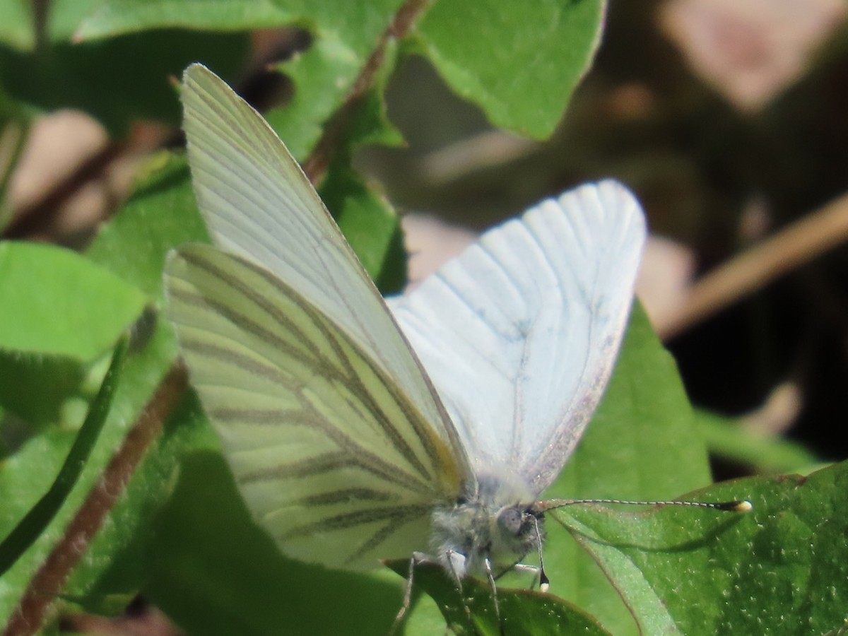 Animals - ML635554020