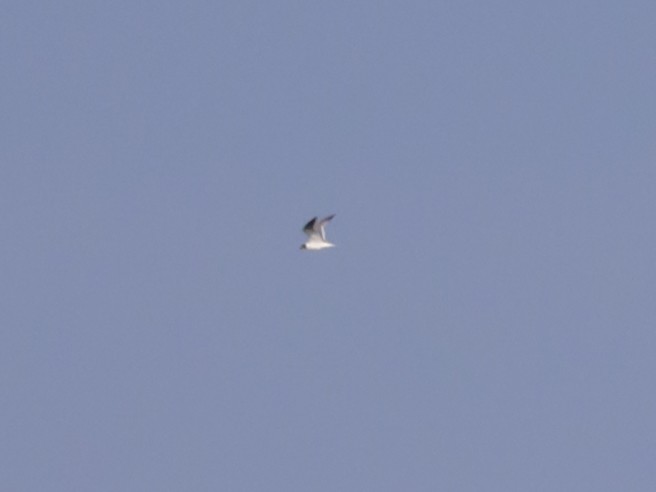 Mouette atricille - ML635554065