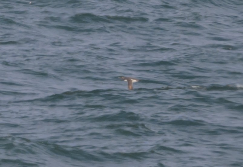 Guillemot marmette - ML635554072