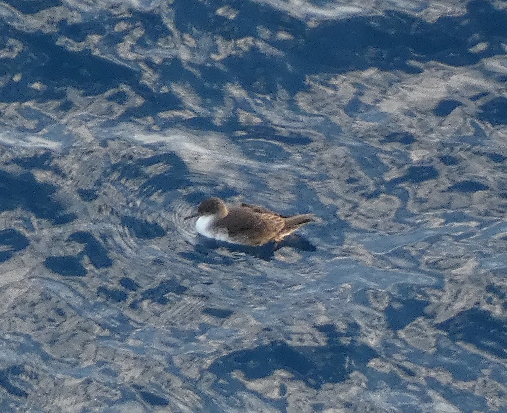 Gabai mediterraneoa - ML635554237