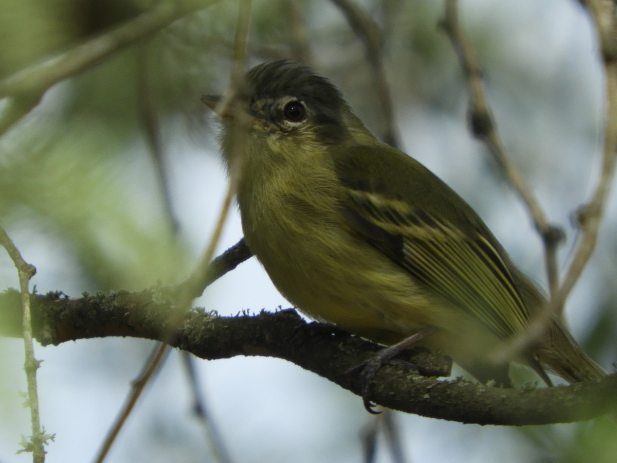 Yellow-olive Flatbill - ML635554303