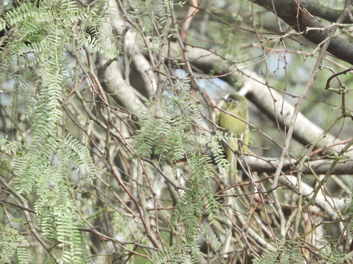 Yellow-olive Flatbill - ML635554320