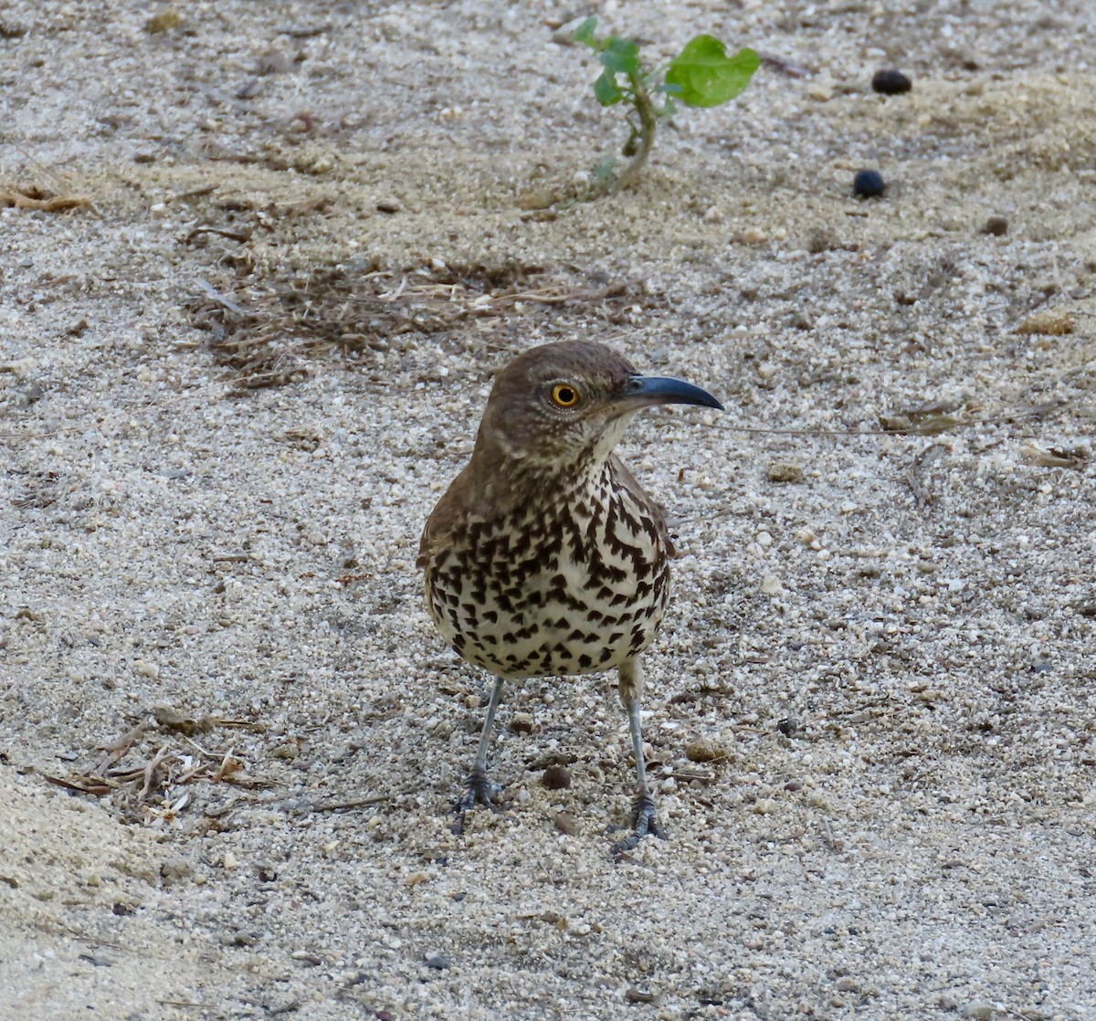 Gray Thrasher - ML635554349
