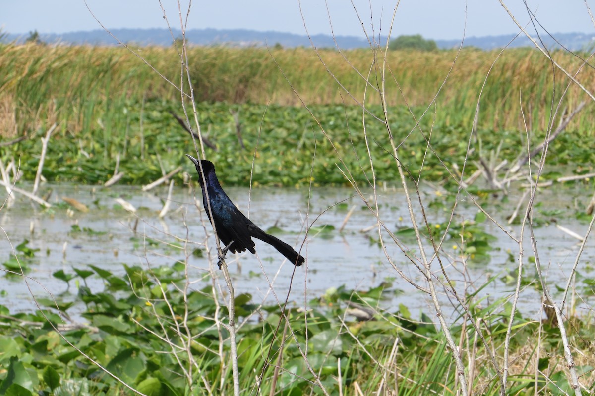 Boat-tailed Grackle - ML635554389