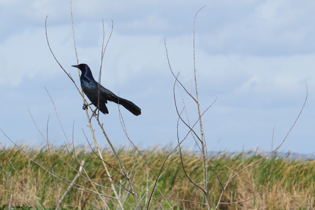 Boat-tailed Grackle - ML635554390