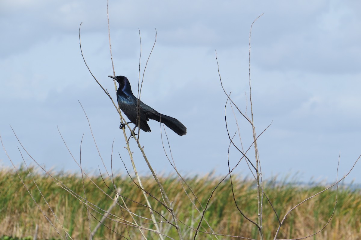 Boat-tailed Grackle - ML635554391