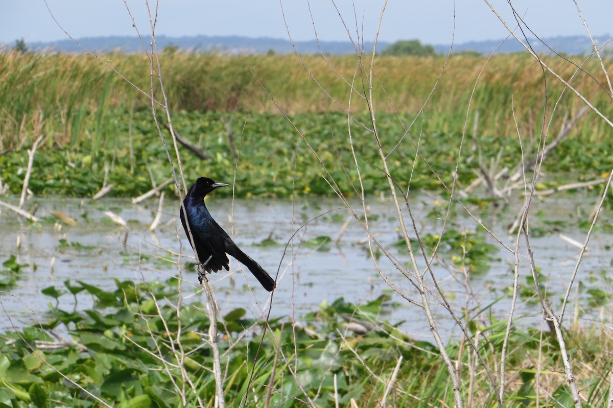 Boat-tailed Grackle - ML635554392