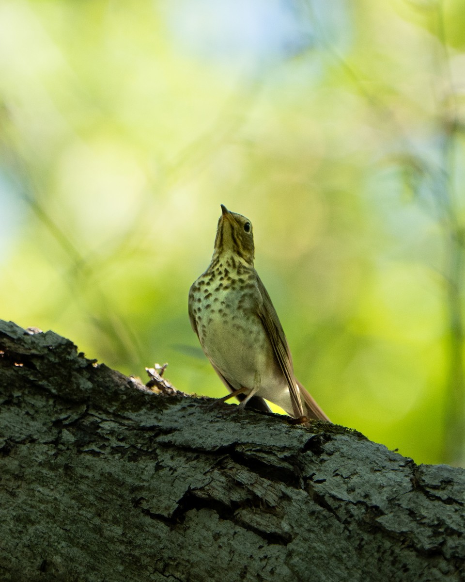 Swainson's Thrush - ML635554396