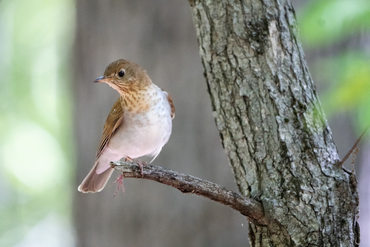 Veery - ML635554428