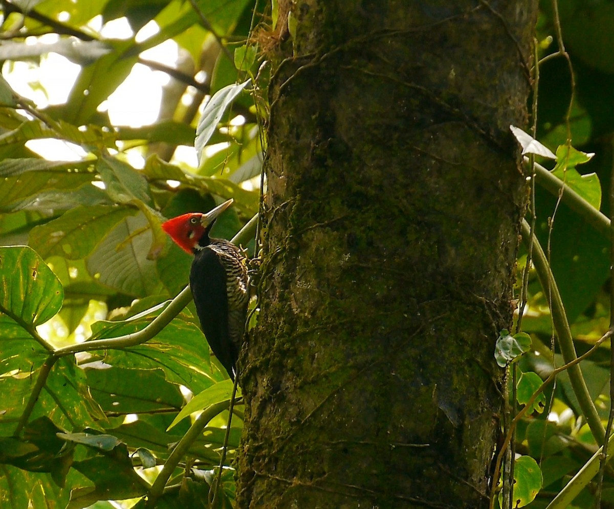 Crimson-crested Woodpecker - ML635554429
