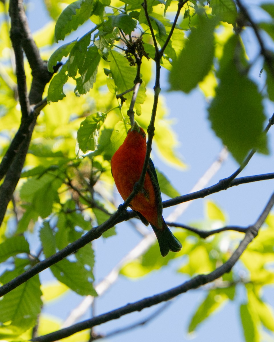 Scarlet Tanager - ML635554442