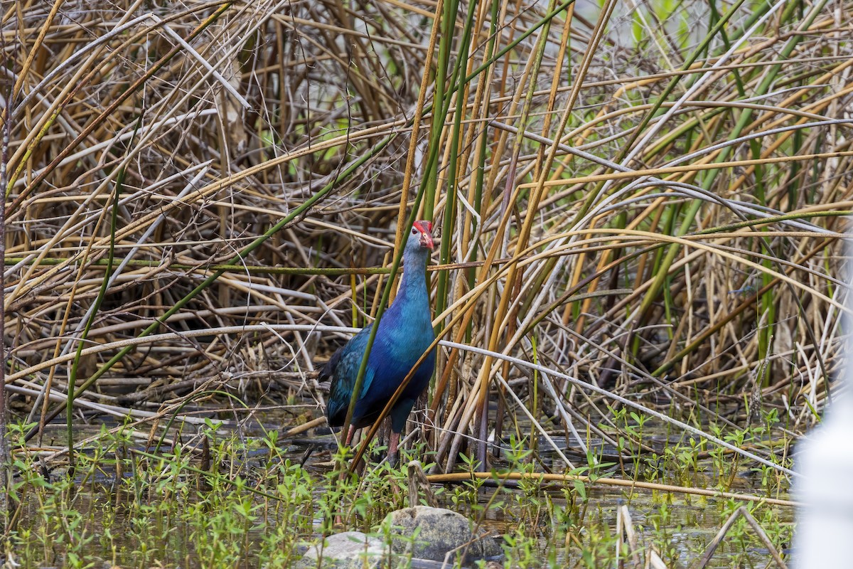 Gray-headed Swamphen - ML635554528